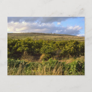 Golanhöhen Postkarte