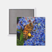 Gold auf Blue: Honeybee auf der California Lilac Magnet (Vorderseite/Rückseite)