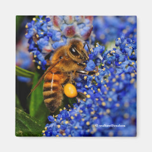 Gold auf Blue: Honeybee auf der California Lilac Magnet