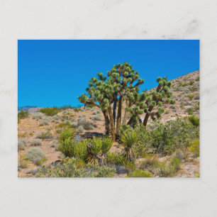 Gold Butte National Monument Postkarte