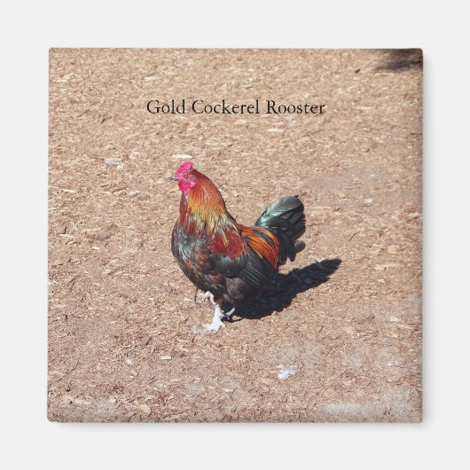 Gold Cockerel Rooster magnet (Vorne)