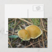 Gold Creme Pair OBX Postkarte (Vorne/Hinten)