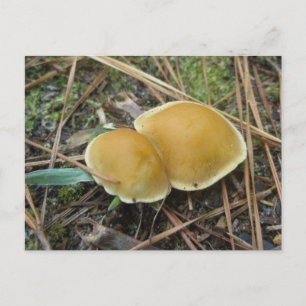 Gold Creme Pair OBX Postkarte