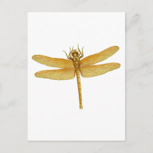 Gold Dragonfly Postkarte