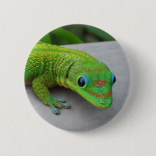 Gold Dust Day Gecko - Audition und Gecko holen Button