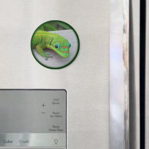 Gold Dust Day Gecko - Audition und Gecko holen Magnet
