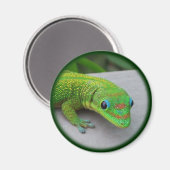 Gold Dust Day Gecko - Audition und Gecko holen Magnet (Vorderseite/Rückseite)