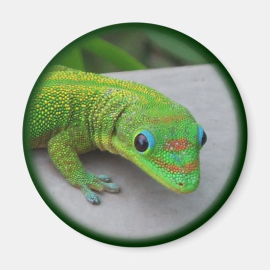 Gold Dust Day Gecko - Audition und Gecko holen Magnet (Vorne)
