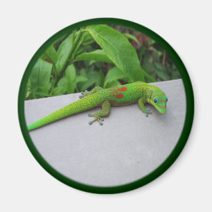 Gold Dust Day Gecko - Audition und Gecko holen Magnet