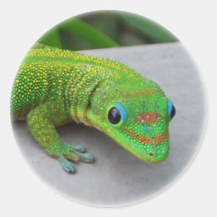 Gold Dust Day Gecko - Audition und Gecko holen Runder Aufkleber