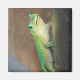 Gold Dust Day Gecko Foto Magnet