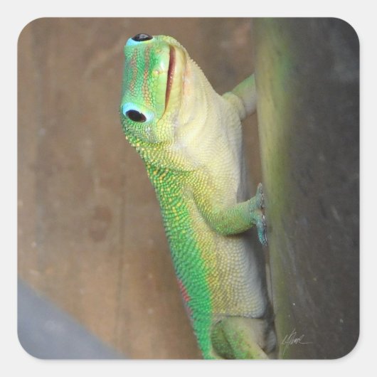 Gold Dust Day Gecko Foto Quadratischer Aufkleber (Vorderseite)