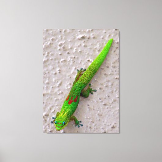Gold Dust Day Gecko Leinwanddruck (Vorderseite)