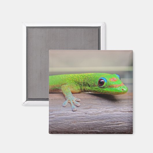 Gold Dust Day Gecko Magnet (Vorderseite/Rückseite)