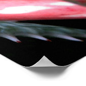 Gold Dust Day Gecko Poster (Ecke)