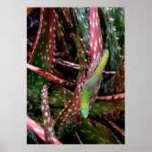 Gold Dust Day Gecko Poster (Vorne)