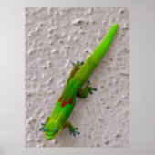 Gold Dust Day Gecko Poster (Vorne)