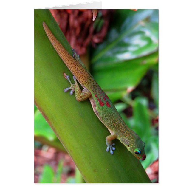 Gold Dust Gecko (Vorne)