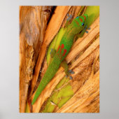 Gold Dust Gecko Poster (Vorne)