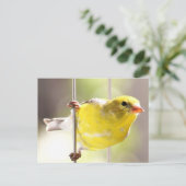 Gold Finch-Swinging auf der Anleger-Postkarte Postkarte (Stehend Vorderseite)