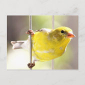 Gold Finch-Swinging auf der Anleger-Postkarte Postkarte (Vorderseite)