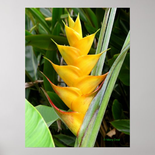 Gold Heliconia Poster (Vorne)