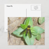 Gold Snipe Fly Postcard Postkarte (Vorne/Hinten)