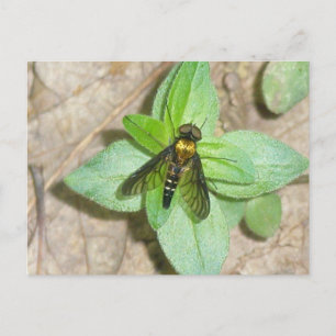 Gold Snipe Fly Postcard Postkarte
