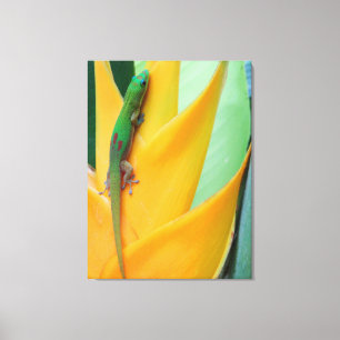 Gold Staub Day Gecko auf einer Heliconia Leinwanddruck