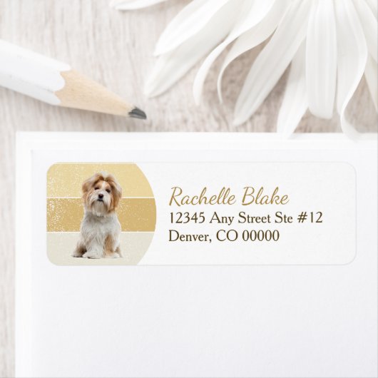 Gold Stripe Shih-Tzu Hund Rücksendeadresse (Insitu)