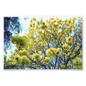 Gold Tree hawaii Fotodruck (Vorne)