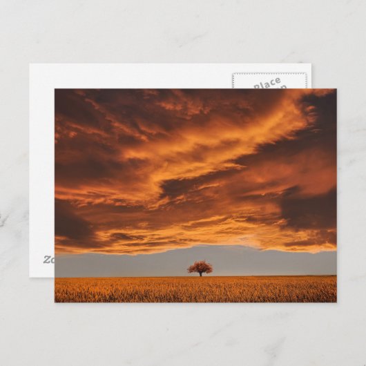 Gold über der traurigen Baumwoll Postkarte (Vorne/Hinten)