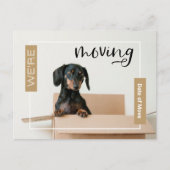 Gold Wir bewegen Dackel Hund in Box Postcard Postkarte (Vorderseite)