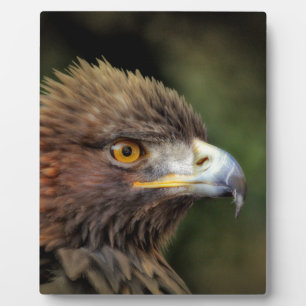 Goldadler Fotoplatte