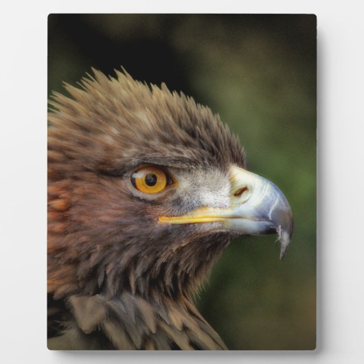 Goldadler Fotoplatte (Vorderseite)