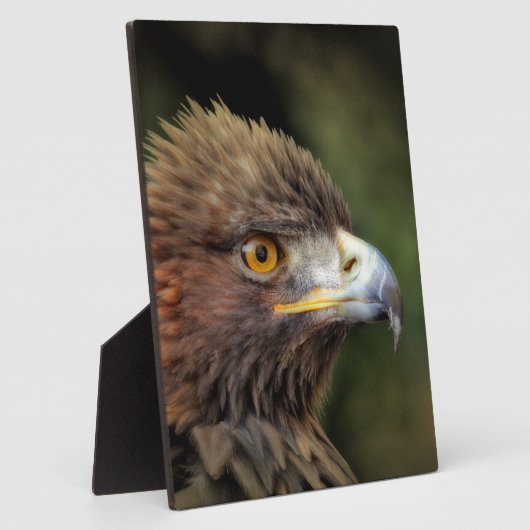 Goldadler Fotoplatte (Seite)