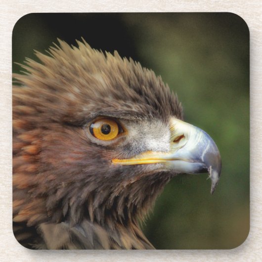 Goldadler Getränkeuntersetzer (Vorderseite)