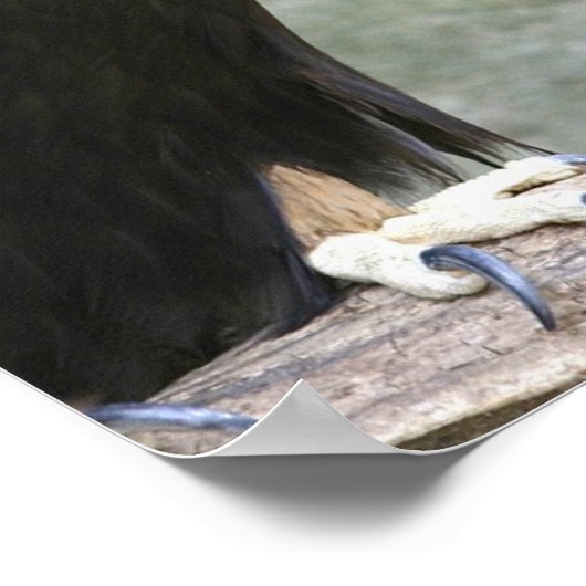 Goldadler Poster (Ecke)