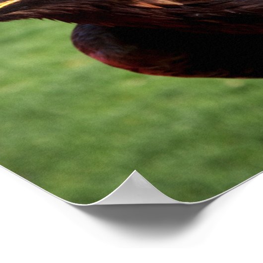 Goldadler Poster (Ecke)