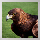 Goldadler Poster (Vorne)