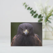 Goldadler Postkarte (Stehend Vorderseite)