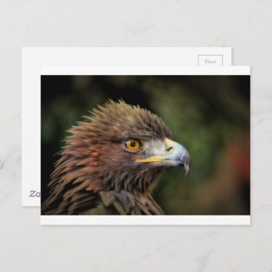 Goldadler Postkarte (Vorne/Hinten)