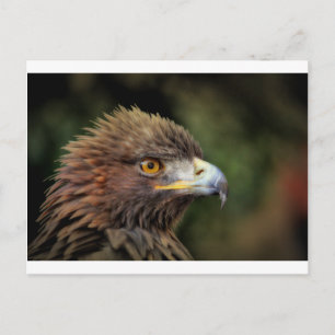 Goldadler Postkarte