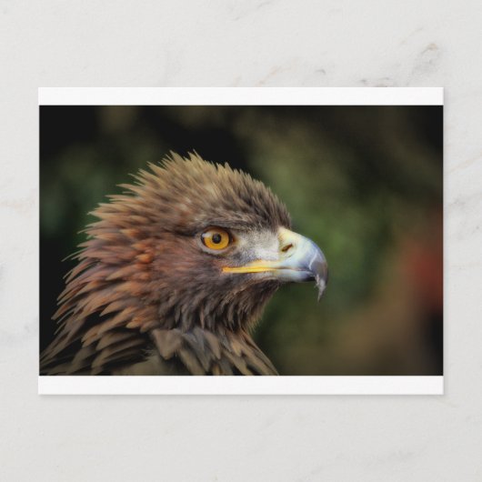 Goldadler Postkarte (Vorderseite)