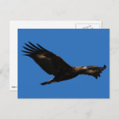 Goldadler Postkarte (Vorne/Hinten)