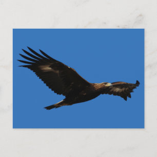 Goldadler Postkarte