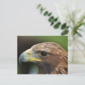 Goldadler Postkarte (Stehend Vorderseite)