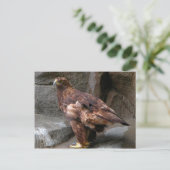 Goldadler Postkarte (Stehend Vorderseite)