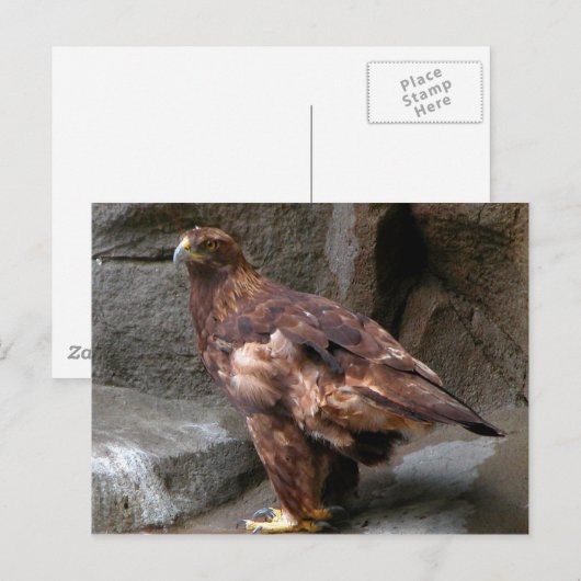 Goldadler Postkarte (Vorne/Hinten)