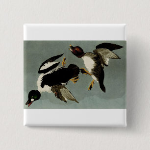 Goldaugenente Button